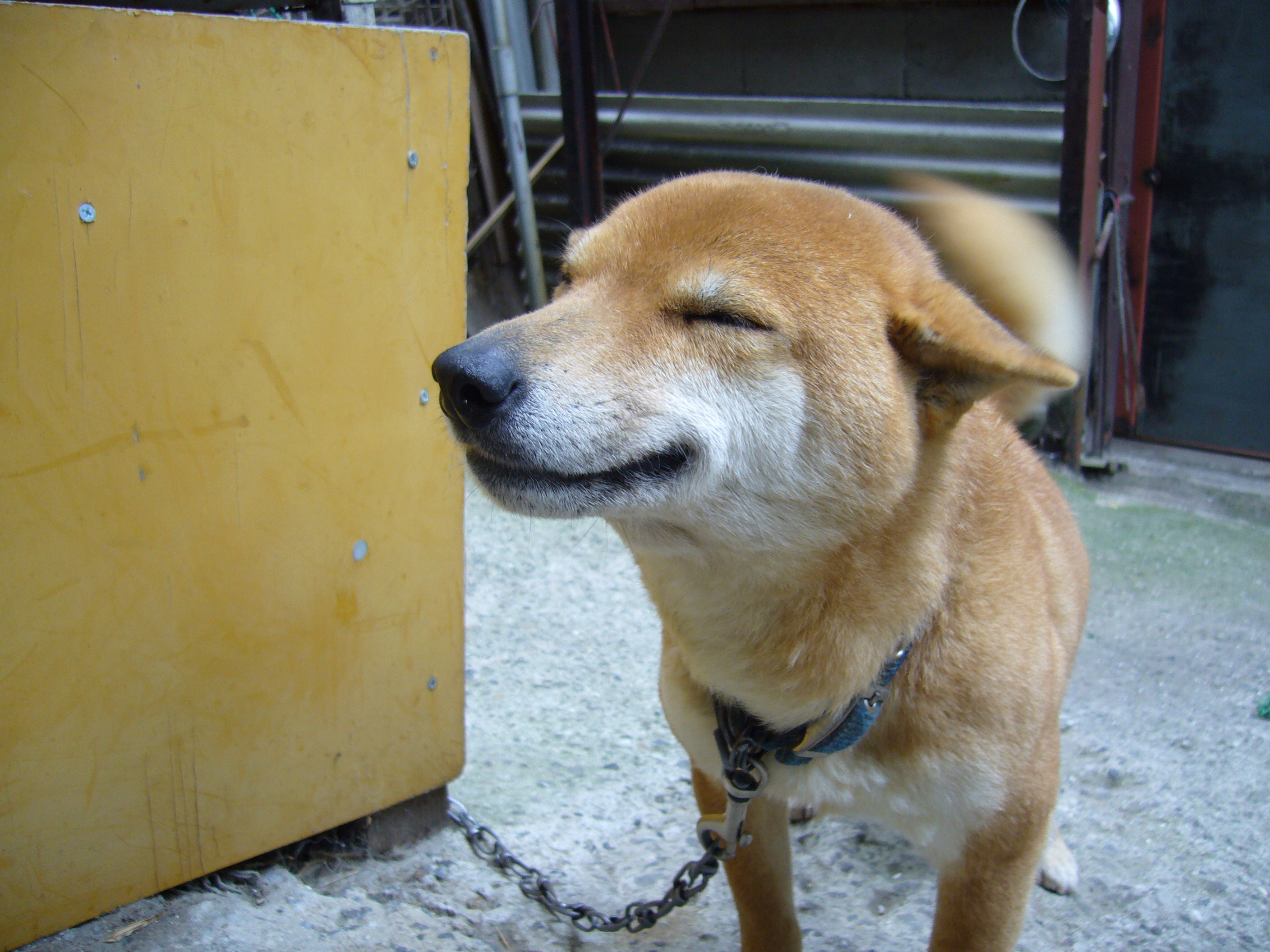 田儀公夫の はるかぜ日記 笑う犬 ほんとでしょう