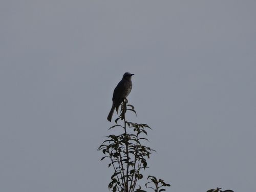 DSC00277
